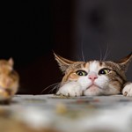 Want top talent, POUNCE